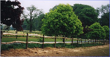 Post and Rail Fencing at Trewidden Estate
